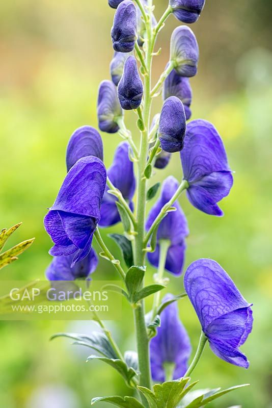 Aconitum napellus, monkshood, an upright perennial with spires of blue-purple flowers from mid to late summer. Flowers in September.