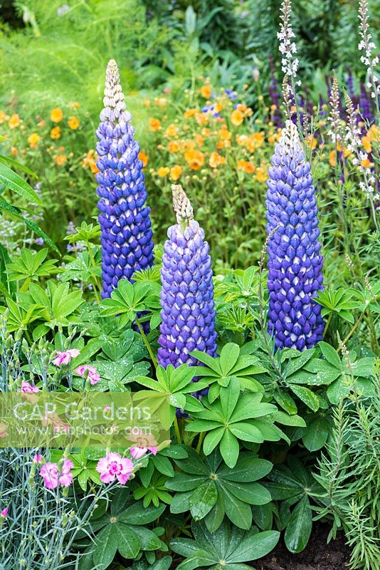 Lupinus 'Persian Slipper', lupin, a perennial with lagoon blue and white flecked spikes, in June.
