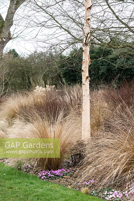 A winter border with ornamental grasses surrounding a silver birch tree.