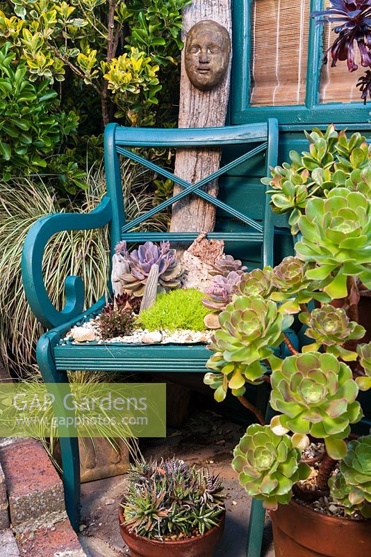 Succulent planting, Driftwood garden in late Spring

