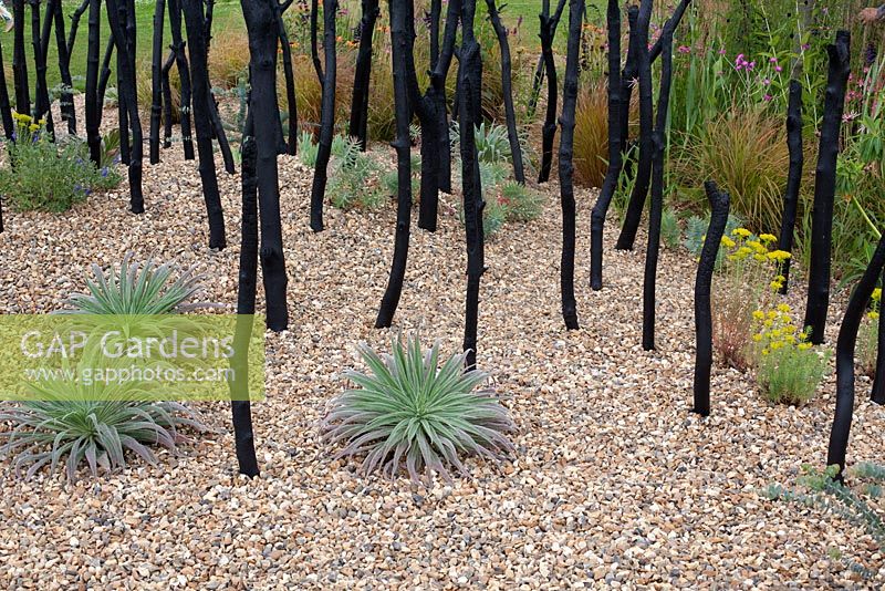 97 stained branches depicting the 97 death rate for pancreatic cancer in the Striving for Survival garden at RHS Hampton Court Flower Show 2016