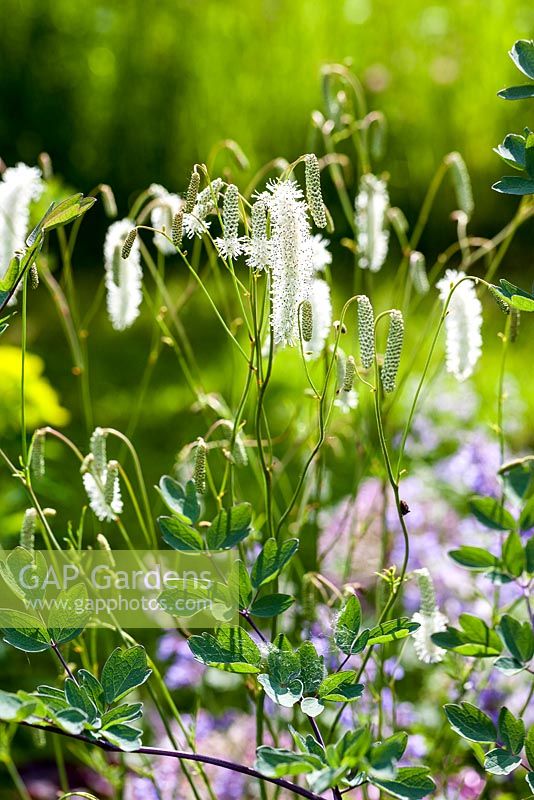 Sanguisorba 'Stand up Comedian' - May, France