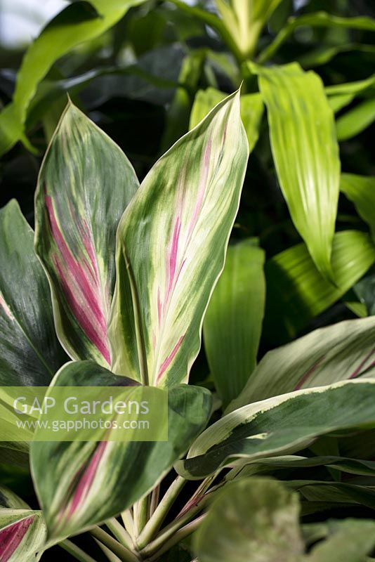 Cordyline fruticosa 'Exotica'