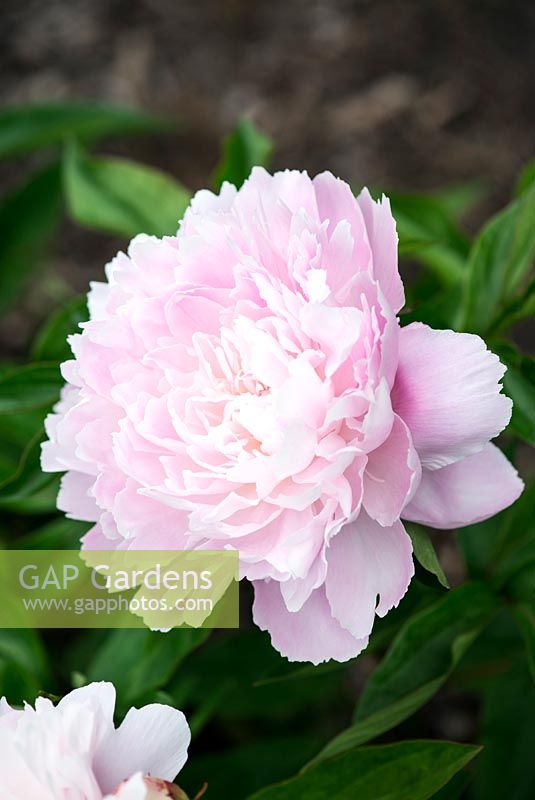 Paeonia 'Therese'