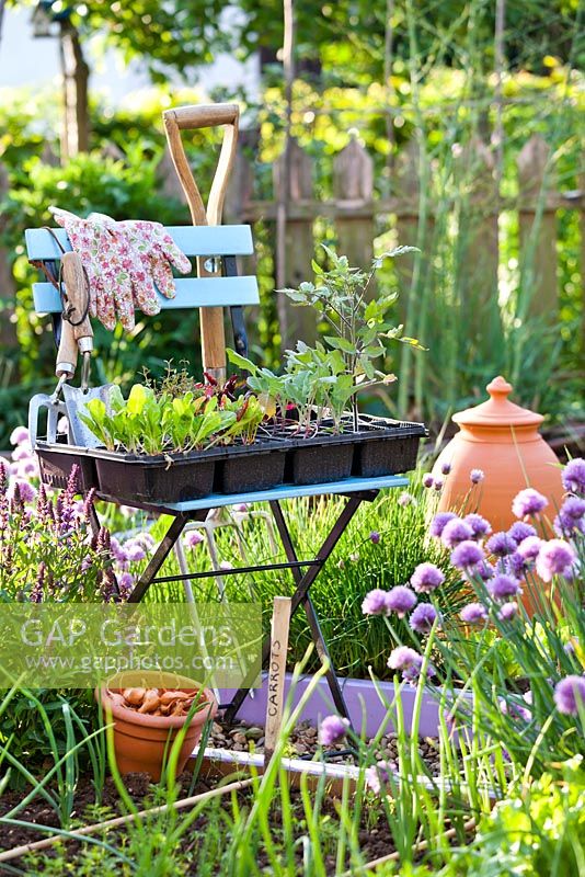 Tray of vegetable and herb seedlings on a chair in spring. Tomatoes, swiss chards, kohlrabi, beetroots, shallots.