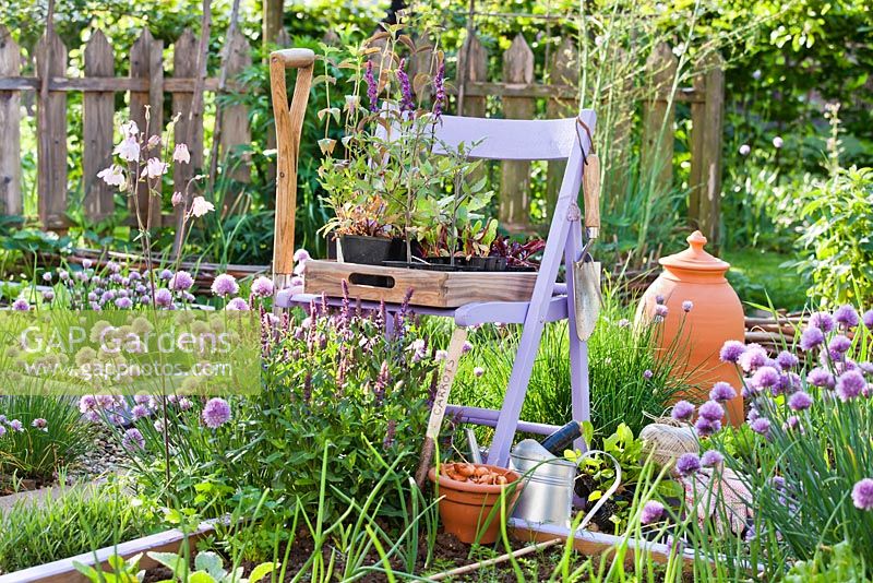 Tray of vegetable and herb seedlings on a chair in spring. Tomatoes, swiss chards, kohlrabi, beetroots, shallots, sage.