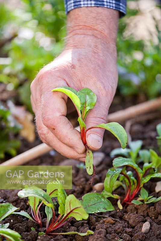 Thinning swiss chard - Beta vulgaris subspecies cicla - Rainbow Chard