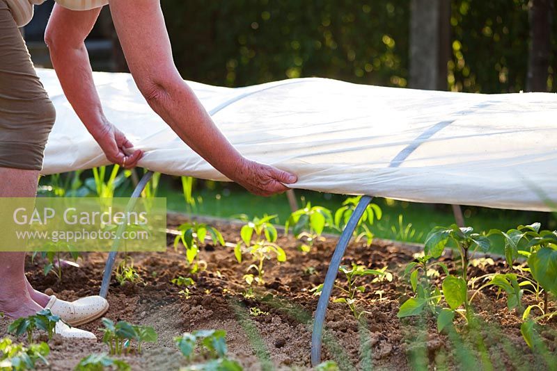 Protecting young vegetable seedling plants in Spring with garden fleece cloche tunnel.