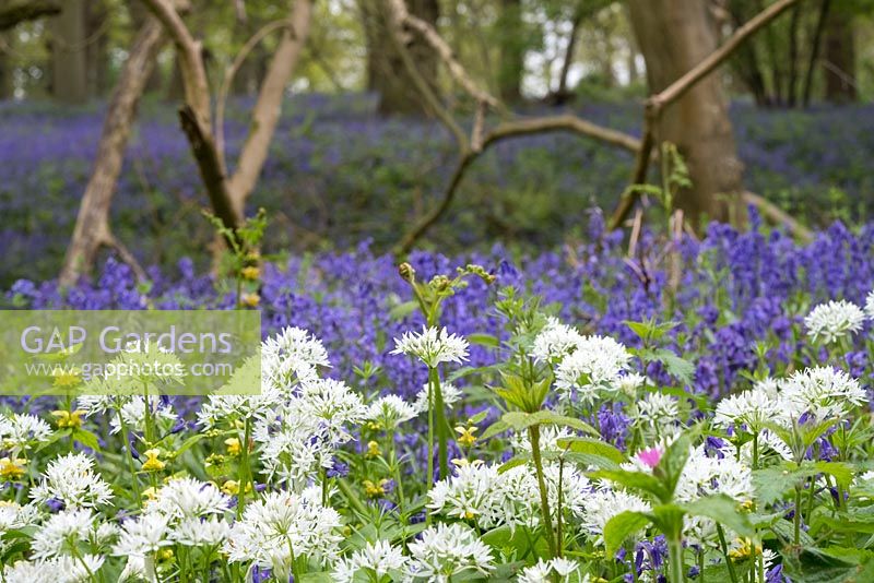 Woodland flowers including wild garlic and bluebells.