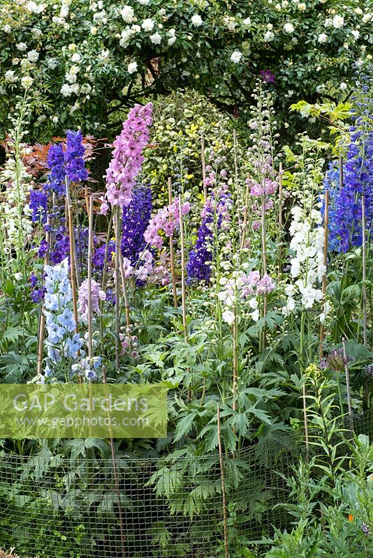 Delphiniums 'Pacific Hybrids', staked.