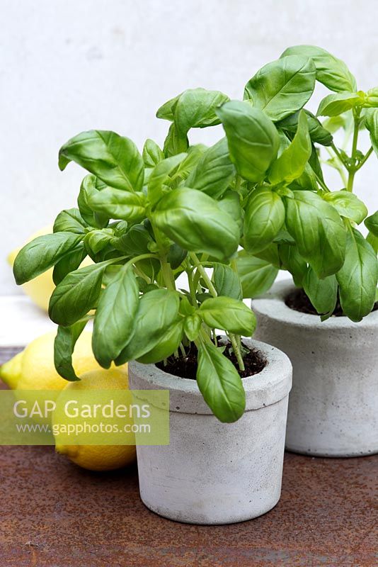 Finished pots planted with basil