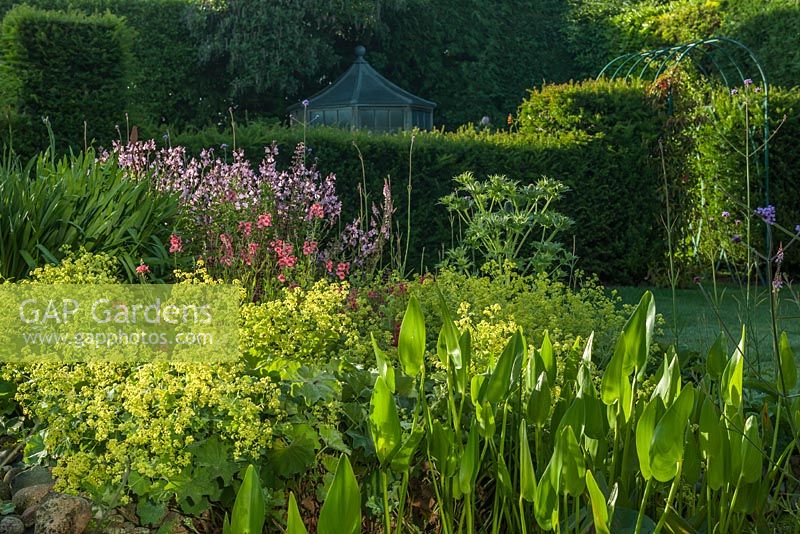 Marginals including Pontederia cordata at Old Erringham, Sussex