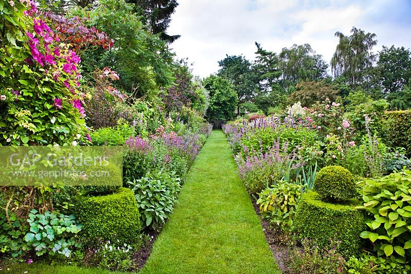 Mixed double borders of perennials, roses, box topiary and clematis in June. Clematis 'Cardinal Wysynski', Lythrum salicaria, Nepeta kubanica, Nepeta 'Six Hills Giant'.