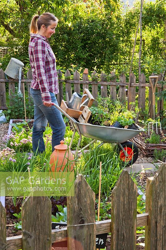 Woman pushing wheelbarrow filled with vegetable and herb seedlings.