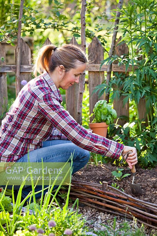 Woman planting basil in raised bed in spring.