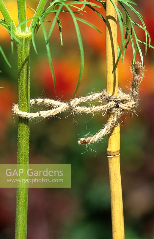 Staking showing a figure of eight clove hitch knot for supporting annuals and other tall plants