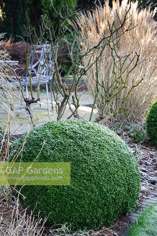 Clipped box spheres edge the circular lawn in the back garden on a frosty morning at Windy Ridge, Little Wenlock, Shropshire, UK