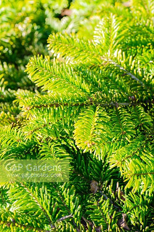 Abies nordmanniana 'Golden Spreader'. Windy Ridge, Little Wenlock, Shropshire, UK