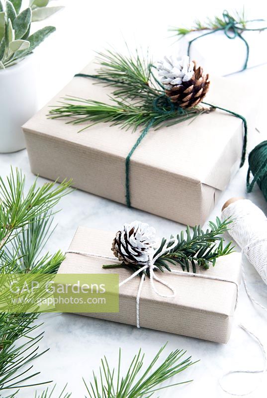 Wrapped presents using brown paper and string with reels of string, decorated with greenery from fir tree,  yew tree and silvery foliage with half dipped pine cones