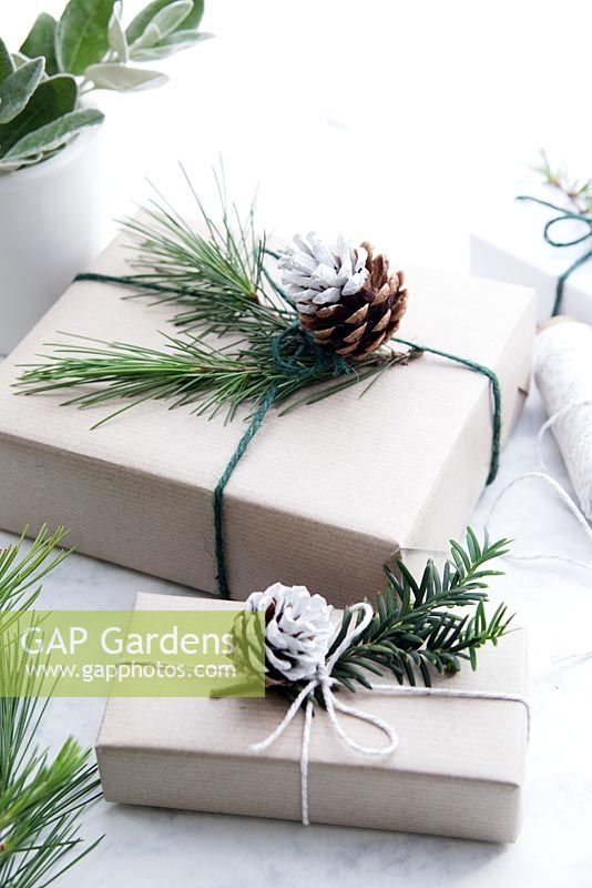 Wrapped presents using brown paper and string with reels of string, decorated with greenery from fir tree, yew tree and silvery foliage with half dipped pine cones