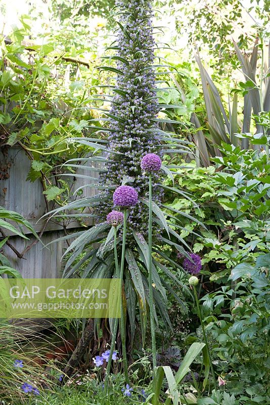 Echium pininana - Tower of Jewels with Allium giganteum in summer border in May. Sage, Lovage, Lavender, Blue Geranium, Heuchera, Grapevine and Climbing Rosa on wooden fence boundary backed by Phormium 