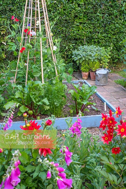 Informal mixed kitchen garden in summer with Sweet pea, 'Sweet Chariot,