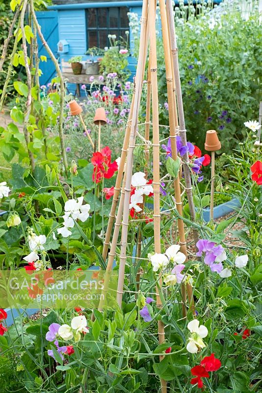 Lathyrus odoratus - Informal mixed kitchen garden in summer featuring Sweet pea, 'Sweet Chariot