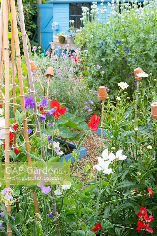 Informal mixed kitchen garden in summer featuring Sweet pea, 'Sweet Chariot,