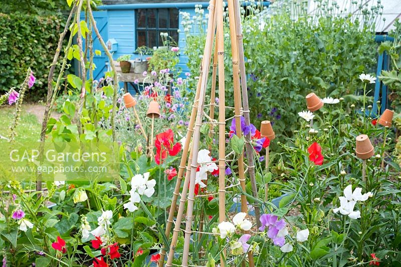 Informal mixed kitchen garden in summer featuring Sweet pea, 'Sweet Chariot,