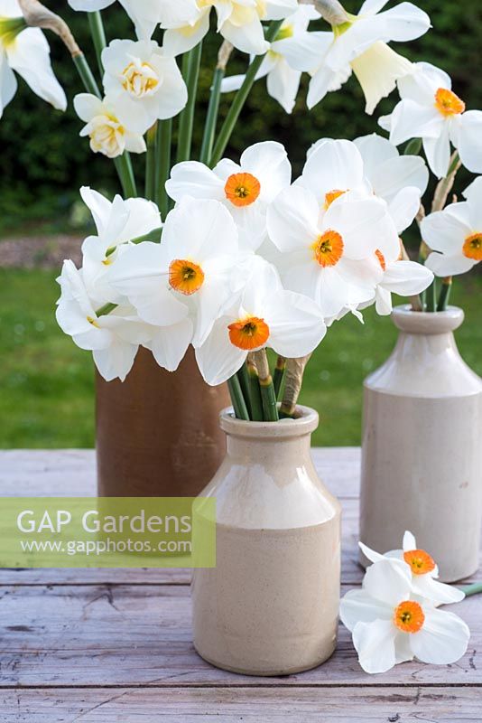 White and orange narcissus in old pottery bottles