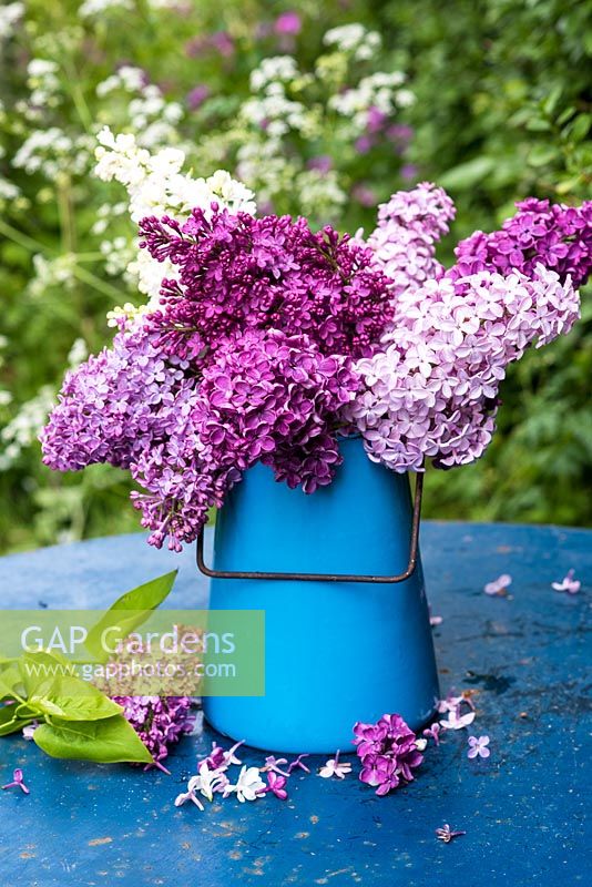 Syringa vulgaris -  mixed lilac flowers displayed in blue enamel container
