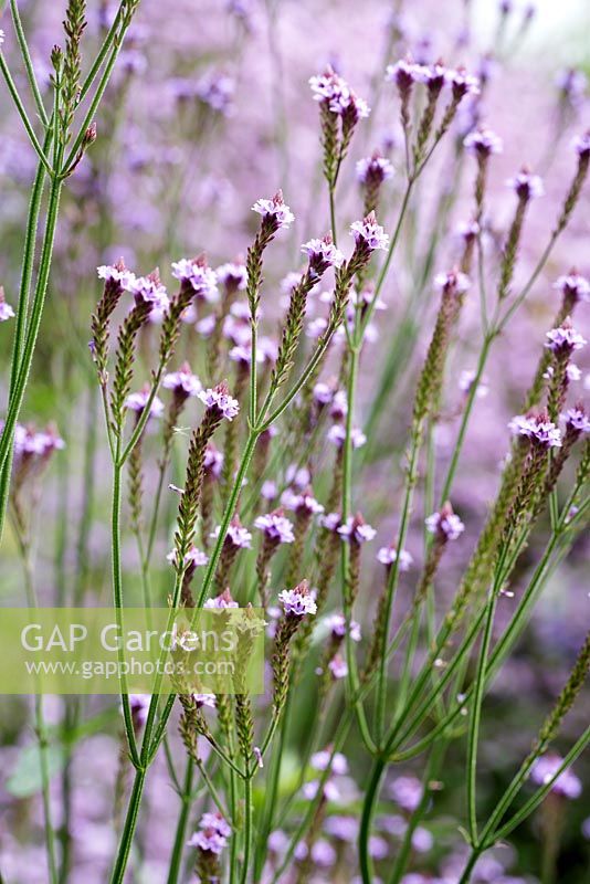 Verbena macdougalii 'Lavender Spires'