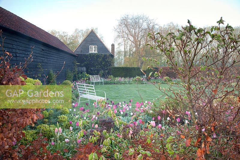 View across spring border with Tulipa, Euphorbia and Beech to formal lawn and decorative white benches with old rustic barn. Garden: Ulting Wick, Essex, Owner: Philippa Burrough 