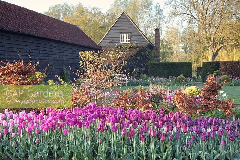 Mixed Tulipa in spring beds with beech hedging and barn beyond. Garden: Ulting Wick, Essex. Owner: Philippa Burrough