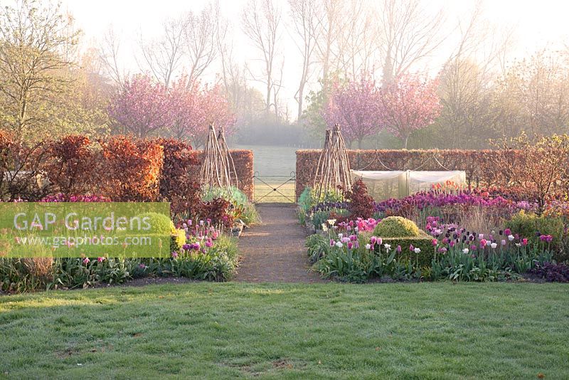Colourful spring garden with pathway to gate between beds of mixed Tulipa, clipped Buxus and beech hedging with blossom beyond. Ulting Wick, Essex, Owner: Philippa Burrough