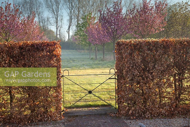 Decorative garden metal gate through beech hedge to orchard with blossom in spring. Ulting Wick, Essex. Owner: Philippa Burrough 