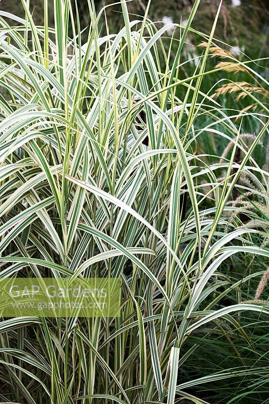 Miscanthus sinensis 'Dixieland', eulalia grass, variegated leaves, late summer, RHS Wisley