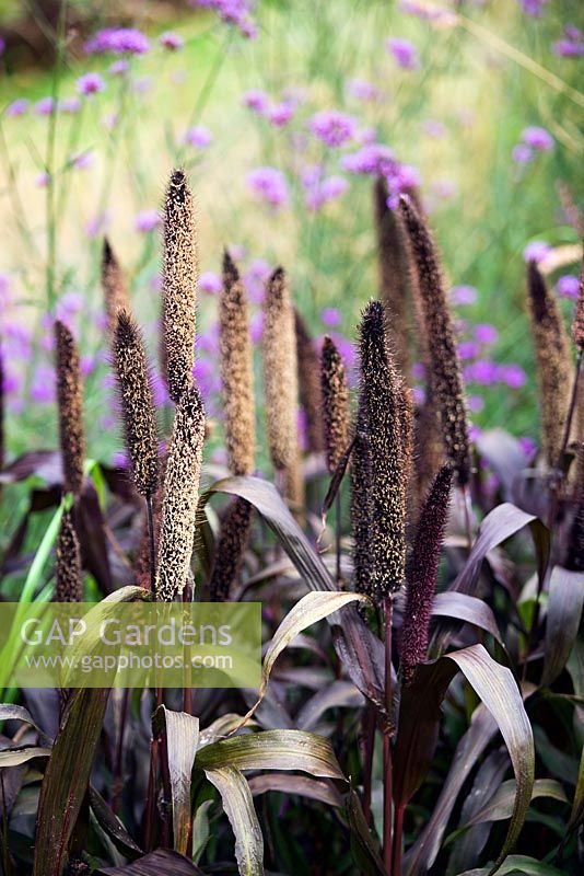 Pennisetum glaucum 'Purple Baron' - African millet and Verbena bonariensis. Mid summer, Lund Botanical Garden, Sweden.