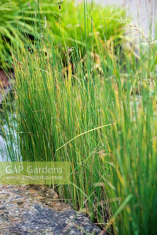 Typha minima, late summer, Kew Gardens.