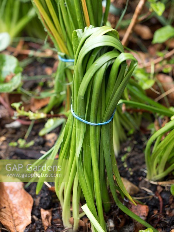 Use elastic bands to tidy and tie down daffodil leaves while they put goodness back into the bulb.