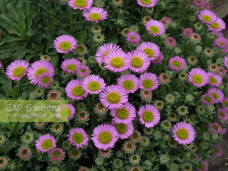 Erigeron glaucus 'Sea Breeze' - drought and salt tolerant perennial - Devon daisy