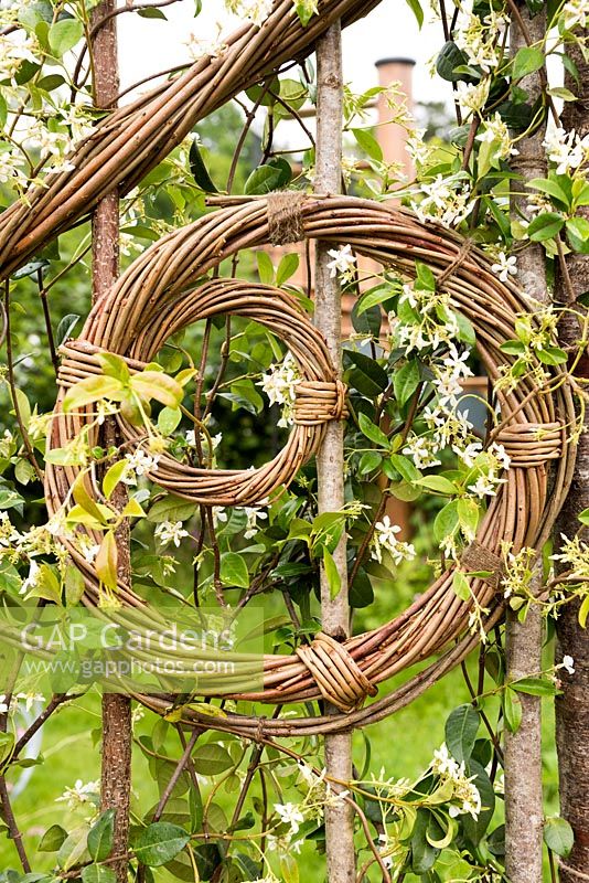 Woven wicker fence with flowering Trachelospermum jasminoides - star jasmine in the Belmond Enchanted Gardens at RHS Chatsworth Flower Show 2017. Designer: Butter Wakefield