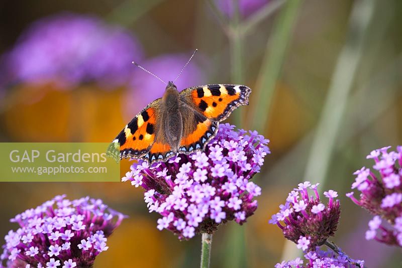 Small tortoiseshell butterfly - Aglais urticae on Verbena bonariensis