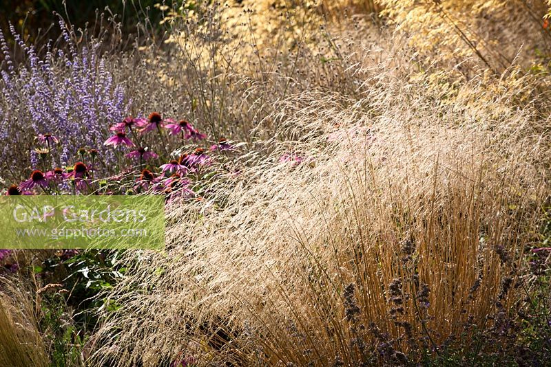 Deschampsia cespitosa 'Goldtau' - syn. Golden Dew with Echinacea purpurea and Stipa gigantea.