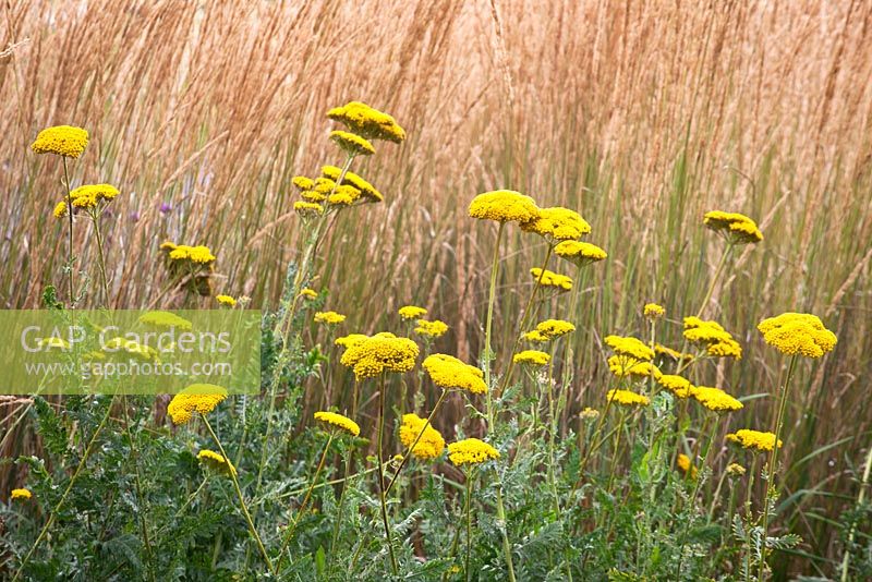 Achillea filipendulina 'Cloth of Gold' in front of Calamagrostis acutiflora 'Karl Foerster'