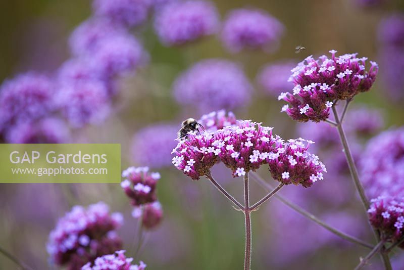 Bee on Verbena bonariensis - Argentinian vervain