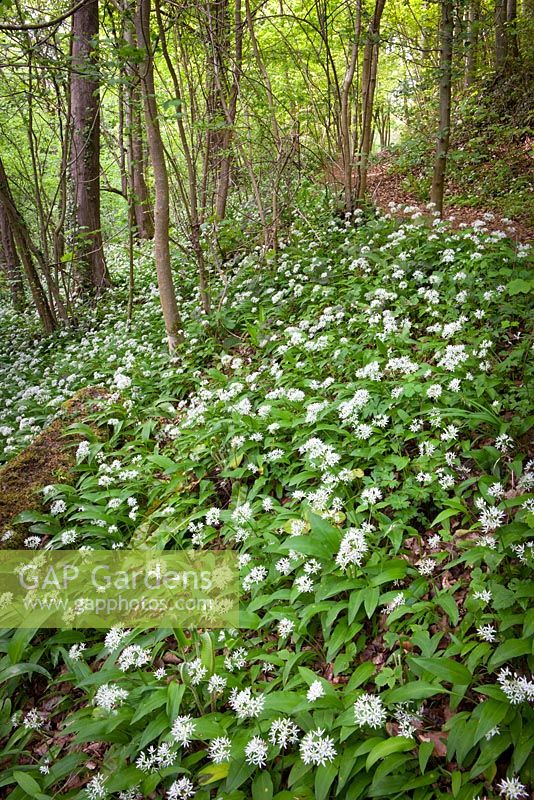 Drifts of Wild garlic growing in a woodland in Gloucestershire. Ramsons. Allium ursinum