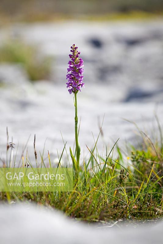 Gymnadenia conopsea. Fragrant Orchid growing amongst limestone rocks at the Burren, Ireland. 