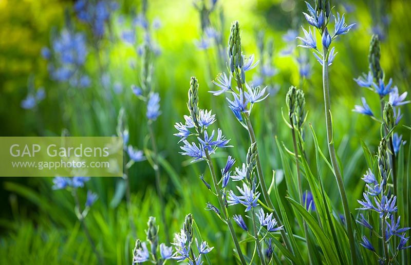 Camassia leichtlinii subsp. suksdorfii