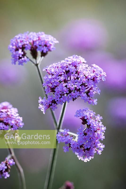 Verbena bonariensis AGM. Argentinian vervain